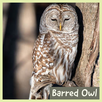 Barred Owl